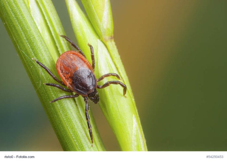 Tick On Straw Image