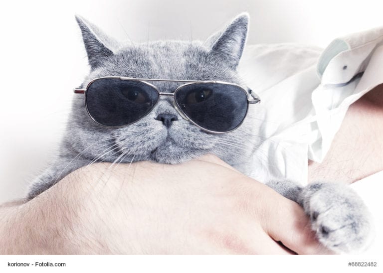Cat With Glasses Image