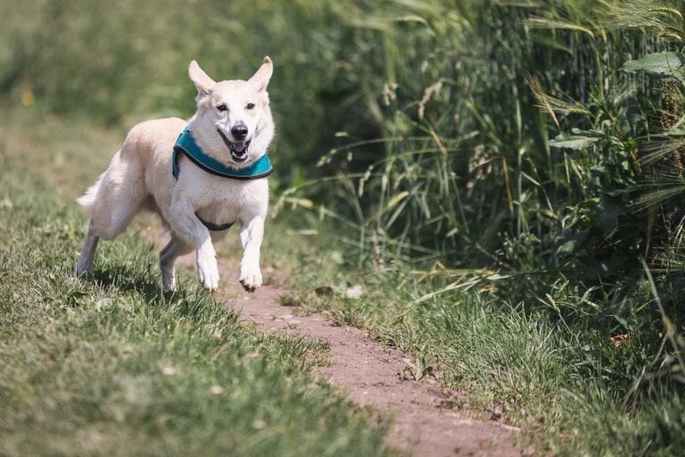 Dog Running Image