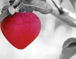 Cardiology